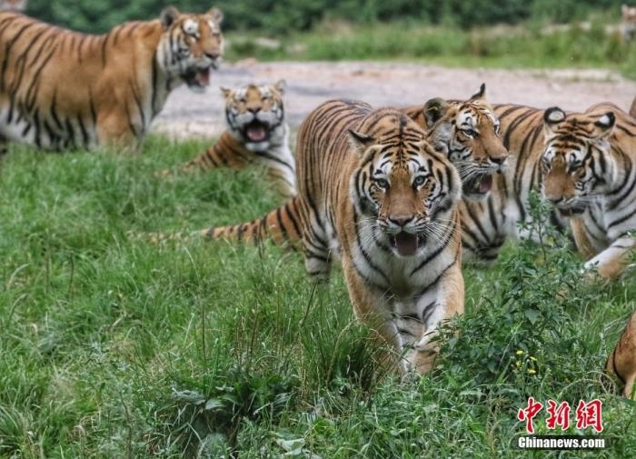 黑龍江省牡丹江市，中國橫道河子貓科動物飼養(yǎng)繁育中心內(nèi)的老虎。