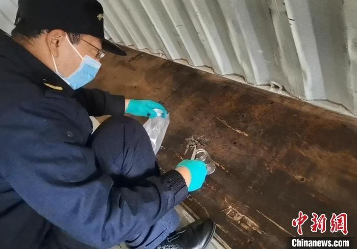 張家港海關(guān)工作人員截獲捕鳥蛛?！⊥踅〕?攝