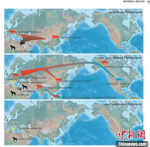 非洲野犬-異豺支系的演化脈絡(luò)圖?！≈锌圃汗偶棺邓?供圖