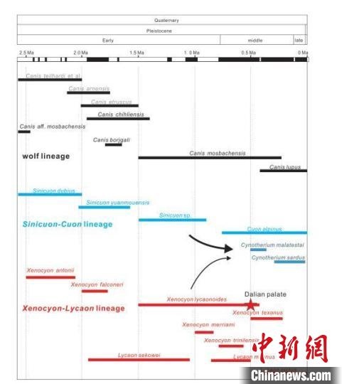 第四紀(jì)主要犬族成員分布年代圖?！≈锌圃汗偶棺邓?供圖
