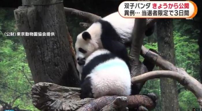 12日，日本東京上野動(dòng)物園的旅日雙胞胎熊貓開始同游客見面。(圖片來源：日本富士電視臺(tái)視頻截圖)