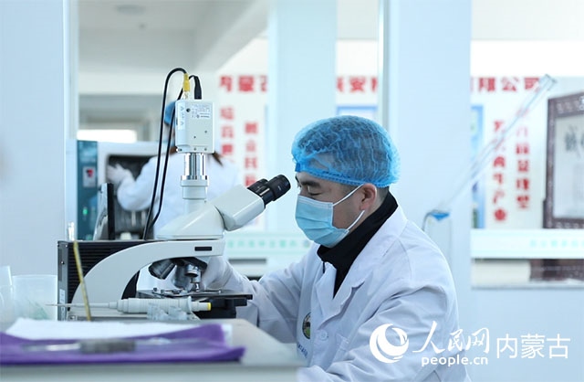內(nèi)蒙古中農(nóng)興安種?？萍加邢薰韭鋺艨朴抑衅?，為肉牛產(chǎn)業(yè)發(fā)展提供了優(yōu)質(zhì)的種源保障。白俊華攝