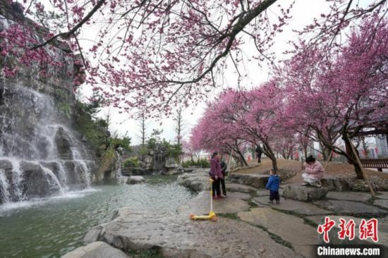 2月23日，市民在乾藝梅園景區(qū)觀賞綻放的梅花。陳興輝 攝