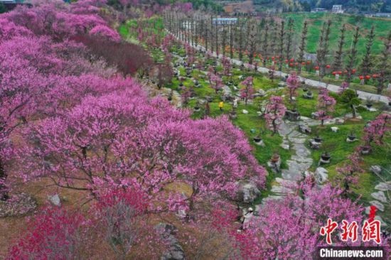 2月23日，航拍乾藝梅園景區(qū)綻放的梅花。瞿宏倫 攝