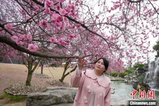 2月23日，市民在乾藝梅園景區(qū)觀賞綻放的梅花。陳興輝 攝