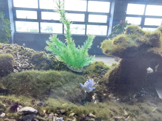圖為寶鋼湛江鋼鐵水控中心，觀賞海魚在鋼渣漁礁里游動