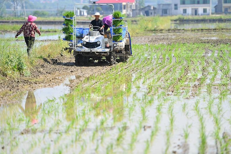 △2023年4月26日，湖南湘潭市雨湖區(qū)姜畬鎮(zhèn)易建河村的一處高標(biāo)準(zhǔn)農(nóng)田，農(nóng)民駕駛插秧機(jī)插秧。