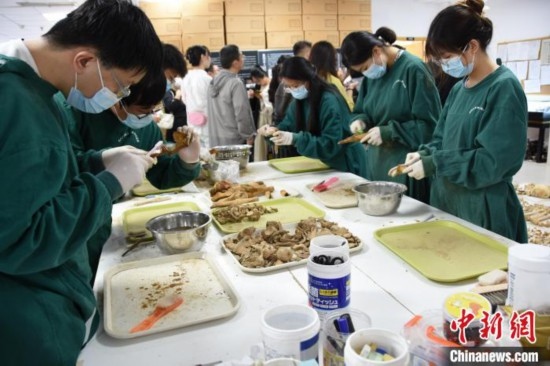 圖為鄭州大學在校大學生正在清理骨骼標本。王宇 攝