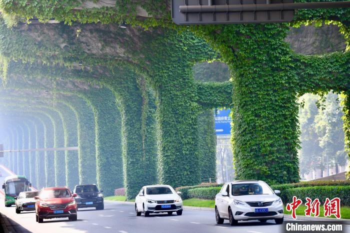 車輛從長滿爬山虎的橋墩旁經(jīng)過?！埨?攝