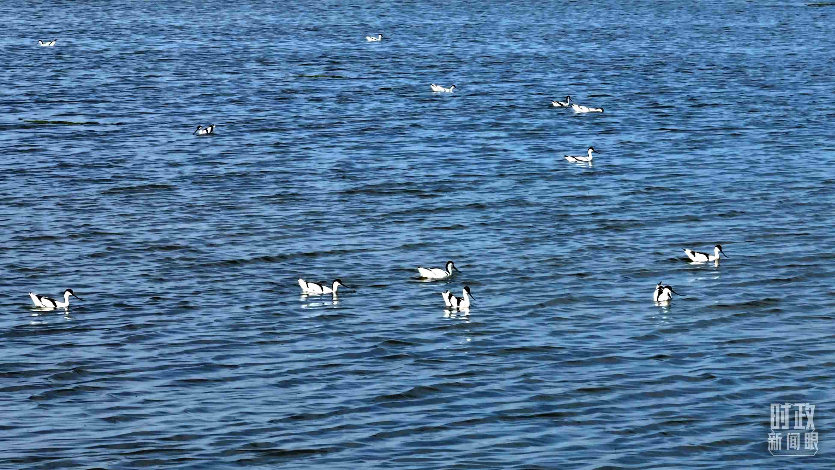 △鹽湖棲息的鳥類。（總臺記者裴大偉、康曉宇拍攝）
