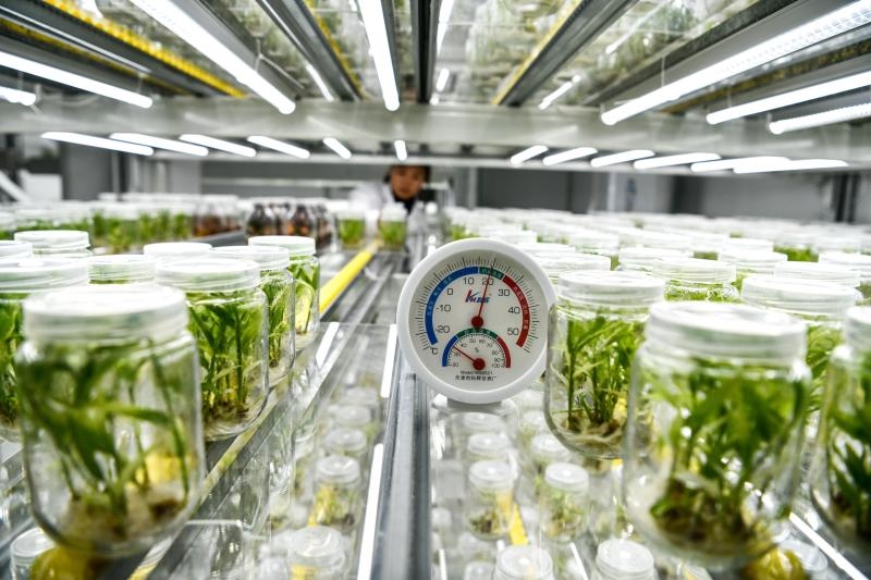 工作人員在貴陽市開陽縣南江蔬菜良種繁育中心的組培中心查看姜苗生長情況（2023年5月23日攝）。新華社記者 楊文斌 攝