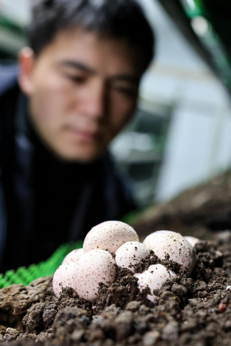工作人員在貴陽市白云區(qū)食用菌產(chǎn)業(yè)示范園智能菇房內(nèi)查看菌菇生長情況（2022年2月14日攝）。新華社記者 歐東衢 攝