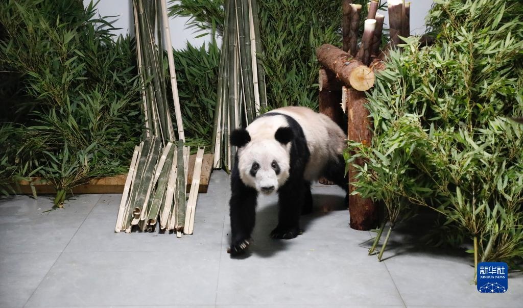 5月29日，大熊貓“丫丫”回到北京動(dòng)物園。新華社發(fā)（付卓新 攝）