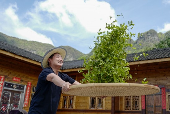 2023年4月19日，重慶市南川區(qū)德隆鎮(zhèn)茶樹村一個居民點，制茶工藝傳承人在幫助村民翻曬新鮮茶葉。