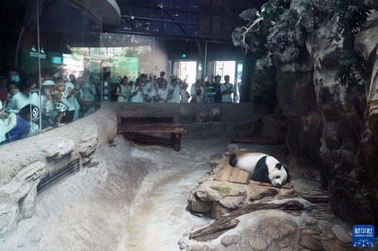 6月22日，游客在北京動物園大熊貓館參觀。新華社記者 任超 攝