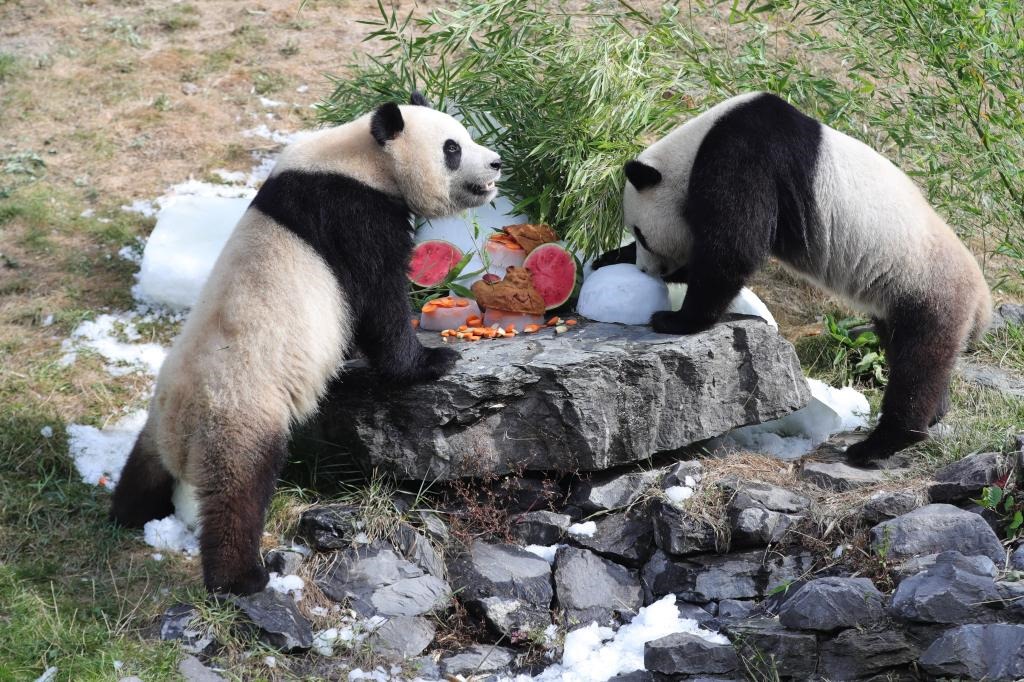 在比利時天堂動物園，大熊貓“寶弟”（左）、“寶妹”享用“生日大餐”。