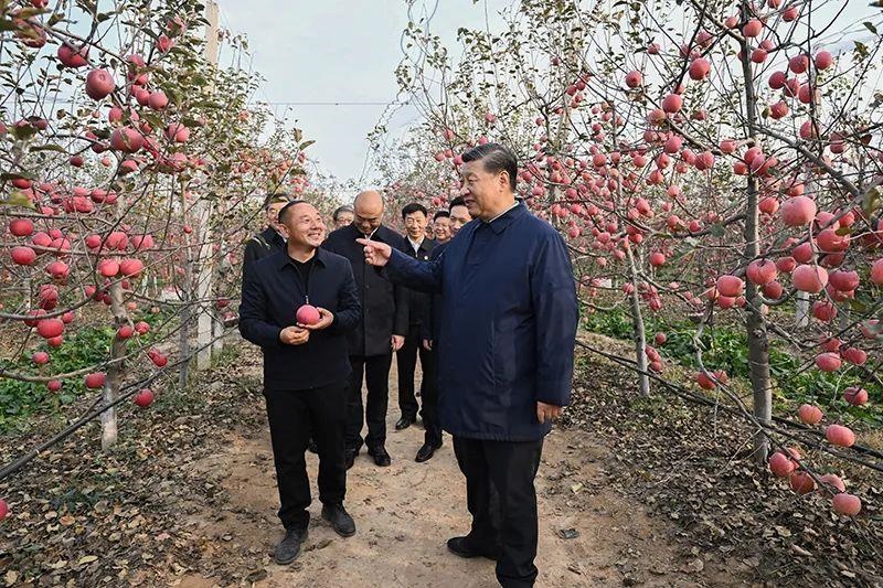 △2022年10月26日，陜西延安高橋鎮(zhèn)南溝村，習近平總書記走進果園，向現(xiàn)場采摘的果農(nóng)了解蘋果收成。