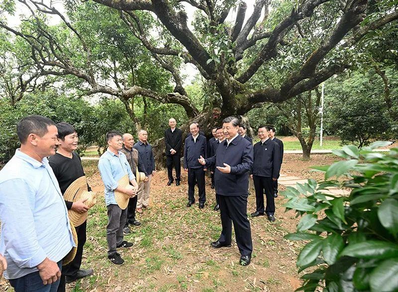 △今年4月11日，習近平總書記在廣東茂名高州市根子鎮(zhèn)柏橋村荔枝種植園，同現(xiàn)場技術(shù)人員親切交流。