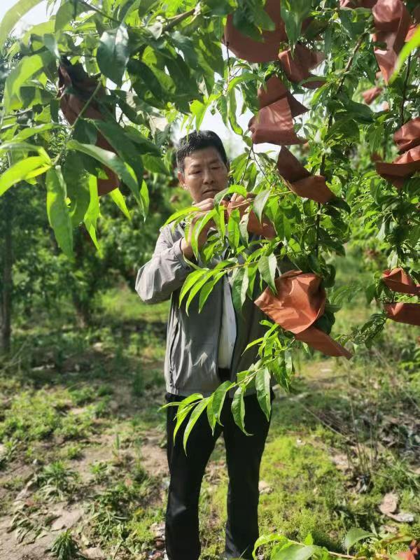 河南長(zhǎng)垣樊相鎮(zhèn)谷寨采摘園。王紹紹攝