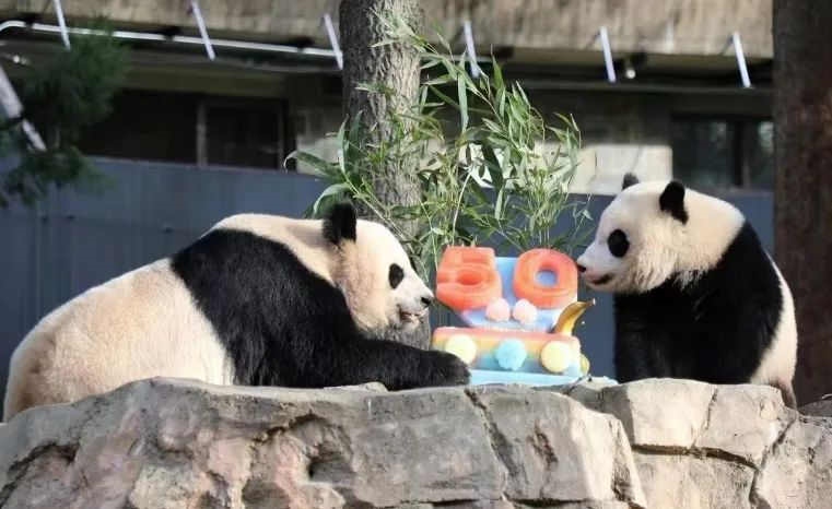 2022年，美國國家動物園舉辦活動慶祝大熊貓抵美50周年，園方為大熊貓“美香”“添添”和“小奇跡”一家三口準(zhǔn)備了有“50”字樣的冰凍水果蛋糕。（圖片來源：雅安市廣播電視臺）