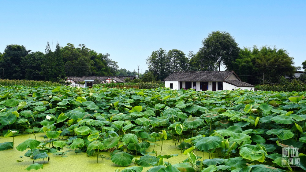 四川眉山，永豐村荷塘。2022年6月，習(xí)近平曾到此調(diào)研鄉(xiāng)村振興情況。（總臺(tái)央廣記者潘毅拍攝）