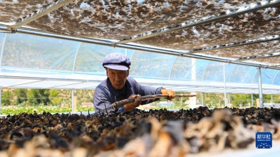 7月29日，在卓尼縣納浪鎮(zhèn)納浪村黑木耳種植基地，農(nóng)戶在翻曬黑木耳。