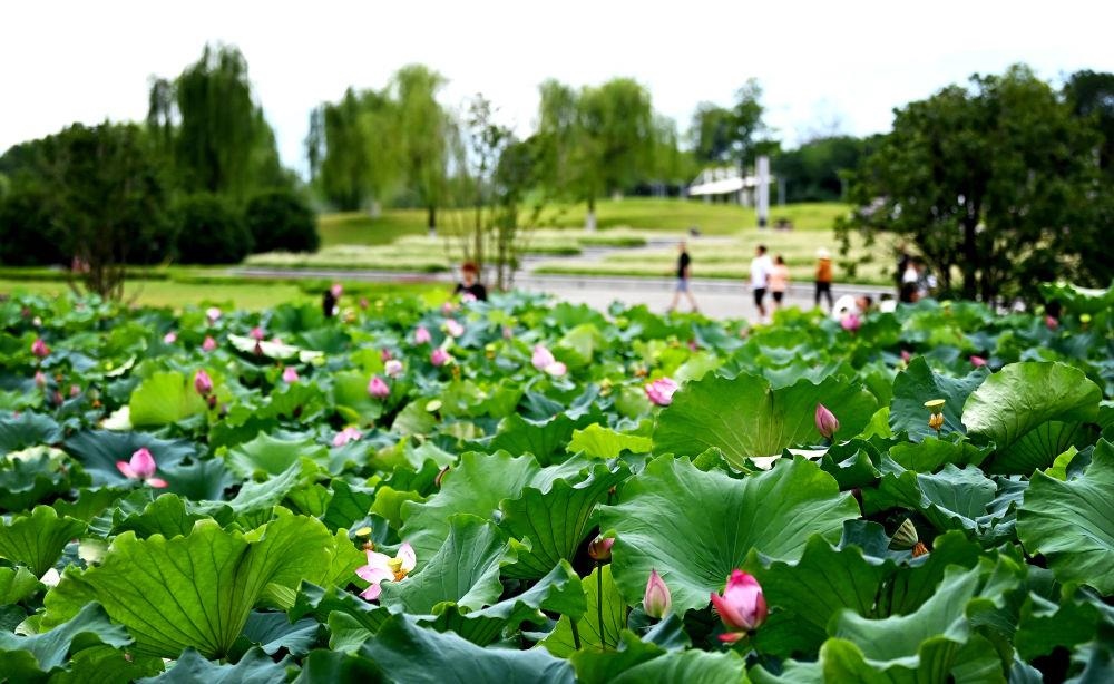 市民在天漢濕地公園內(nèi)休閑賞景。