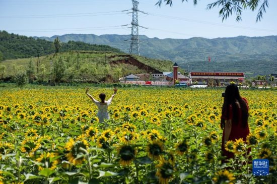 8月12日，游客在寧夏固原市涇源縣大灣鄉(xiāng)楊嶺村向日葵田中拍照。新華社記者 李旭倫 攝