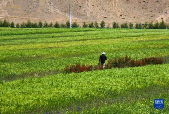 8月12日，西藏阿里地區(qū)普蘭縣赤德村村民在一片青稞田里行走。