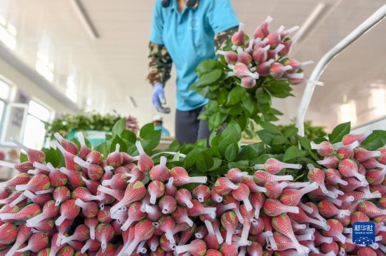 8月17日，農(nóng)民在吉林省德惠市朱城子鎮(zhèn)沿河村程雪家庭農(nóng)場(chǎng)打包玫瑰花。新華社記者 張楠 攝