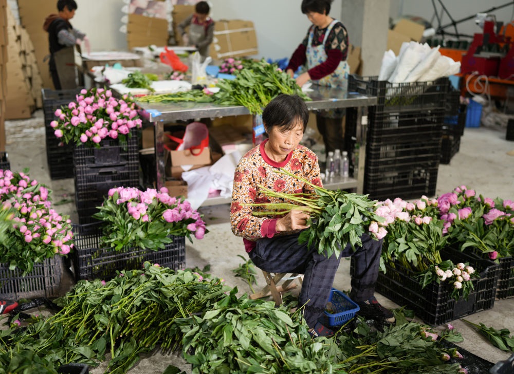 在浦江縣杭坪鎮(zhèn)烏漿村的鮮花種植基地，村民在處理芍藥鮮切花，準(zhǔn)備發(fā)往各地（5月23日攝）。新華社記者 翁忻旸 攝