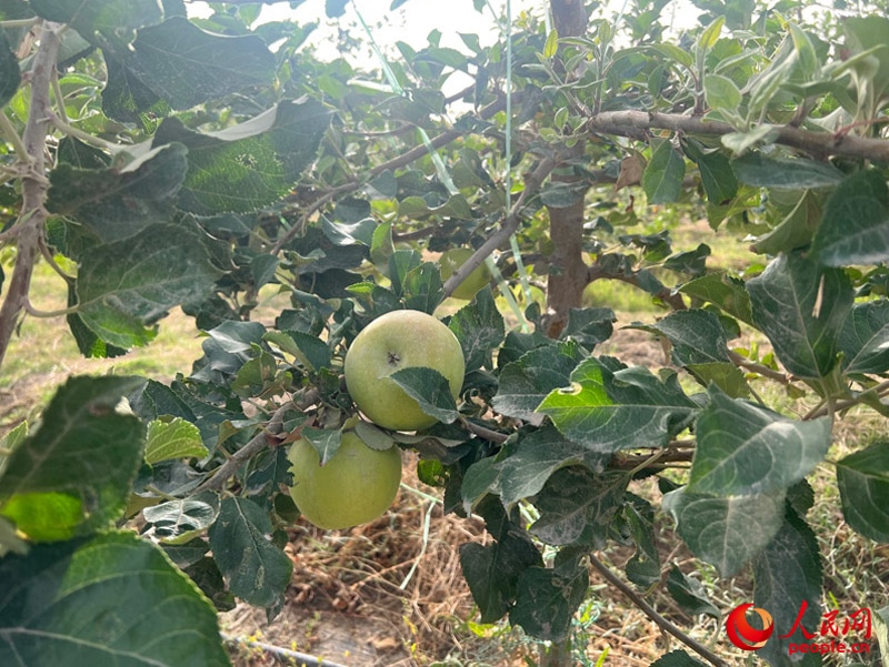 已有蘋果掛在枝頭，10月底即可成熟。人民網(wǎng)記者 常雪梅攝