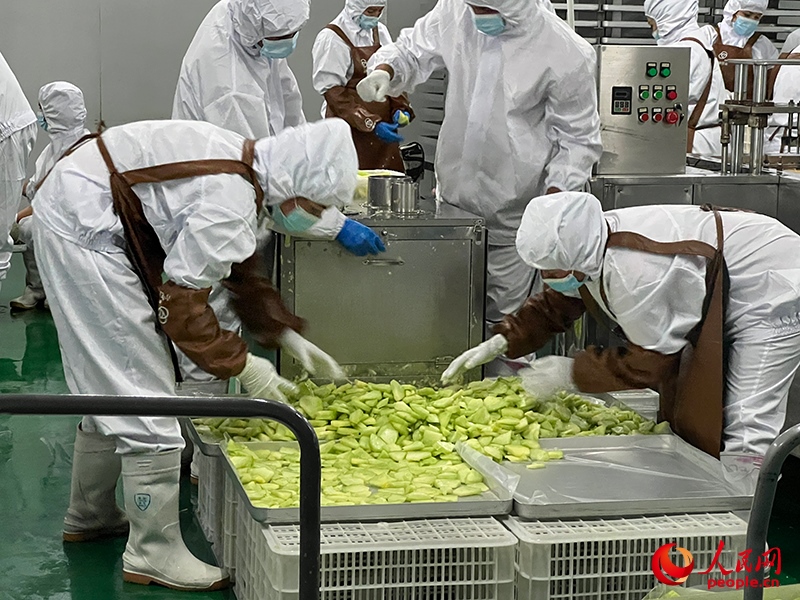 切片哈密瓜將被做成凍干食品。人民網(wǎng)記者 常雪梅攝