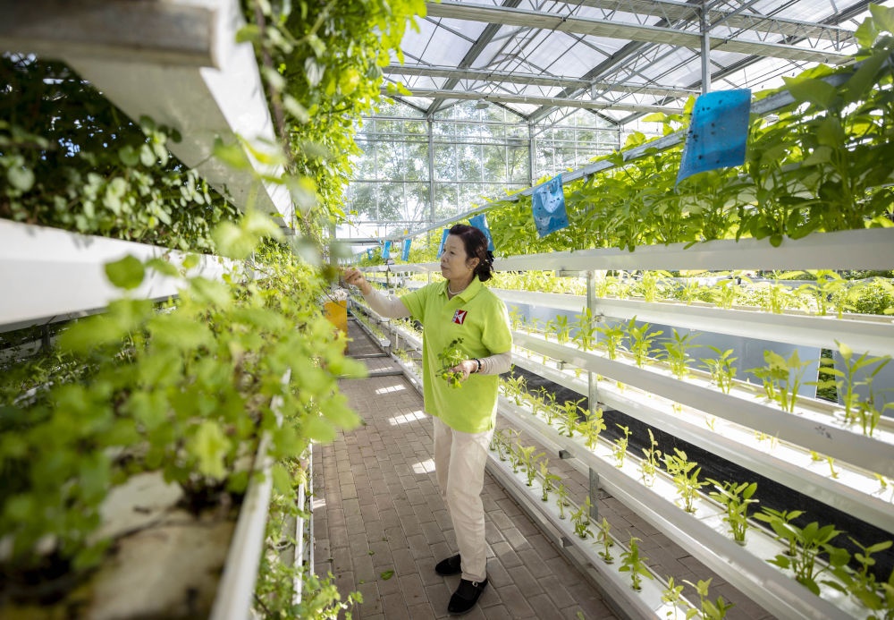 2021年8月24日，寧夏銀川市賀蘭縣銀川科海生物技術有限公司工作人員在魚菜共生系統(tǒng)內(nèi)打理薄荷苗。新華社記者 楊植森 攝