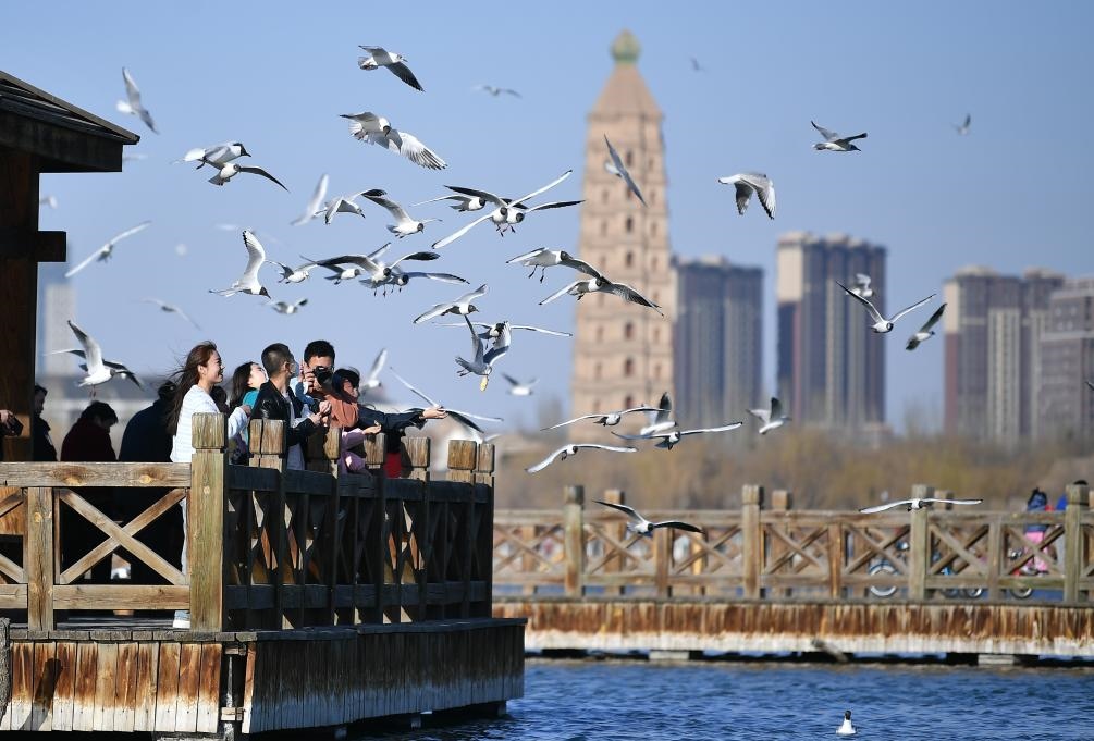 市民在寧夏銀川市海寶公園觀賞候鳥（2023年3月12日攝）。新華社記者王鵬 攝