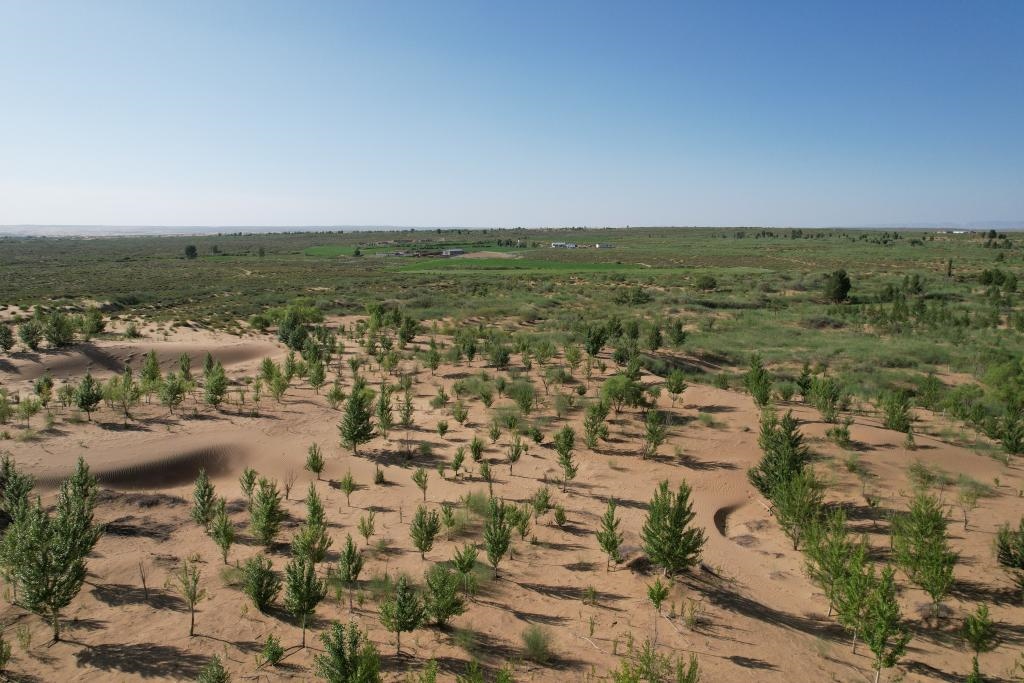 在庫布其沙漠腹地，牧民已讓10萬畝沙地變綠洲（無人機照片，2023年6月25日攝）。新華社記者李云平 攝