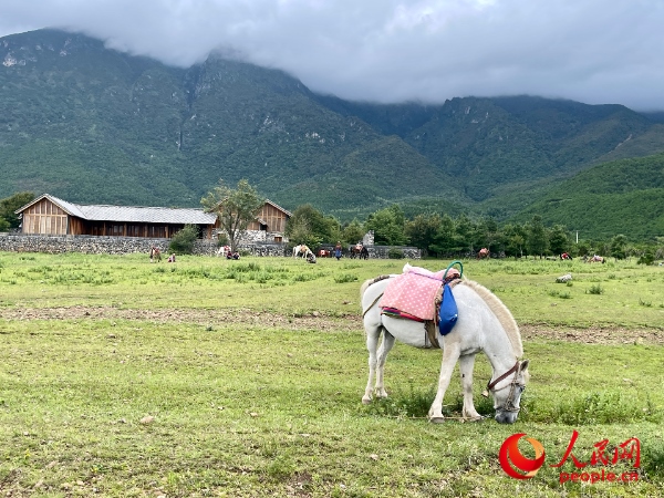 玉湖村附近草甸。人民網(wǎng) 周靜圓攝