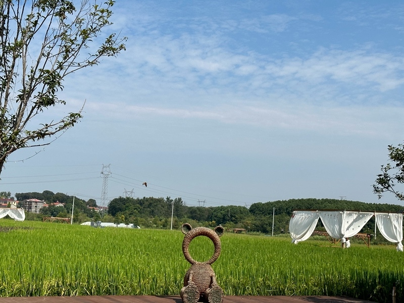 林語未來村打造農(nóng)家畈田園綜合體。人民網(wǎng) 王紹紹攝