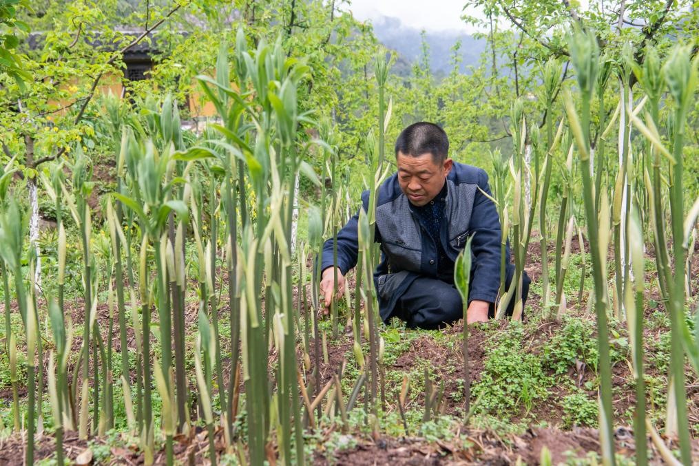 4月14日，村民陳朋在地里管護(hù)種植的黃精。新華社記者 唐奕 攝
