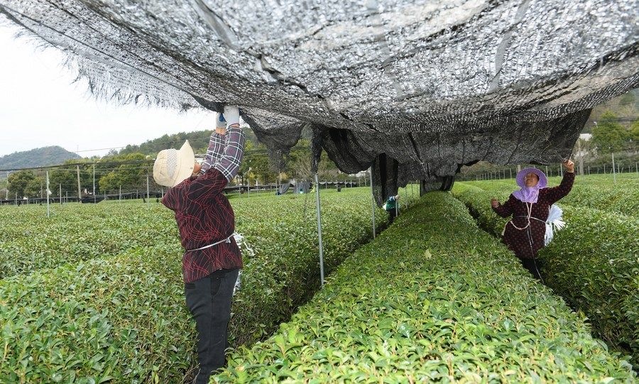  在浙江省紹興市越城區(qū)富盛鎮(zhèn)抹茶生產(chǎn)基地，農(nóng)戶為茶樹拉遮陽網(wǎng)（2023年2月28日攝）。