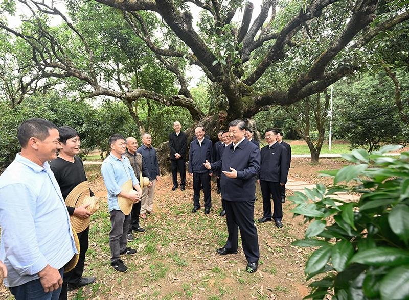 △2023年4月11日，習(xí)近平總書記在廣東茂名高州市根子鎮(zhèn)柏橋村荔枝種植園，同現(xiàn)場(chǎng)技術(shù)人員親切交流。