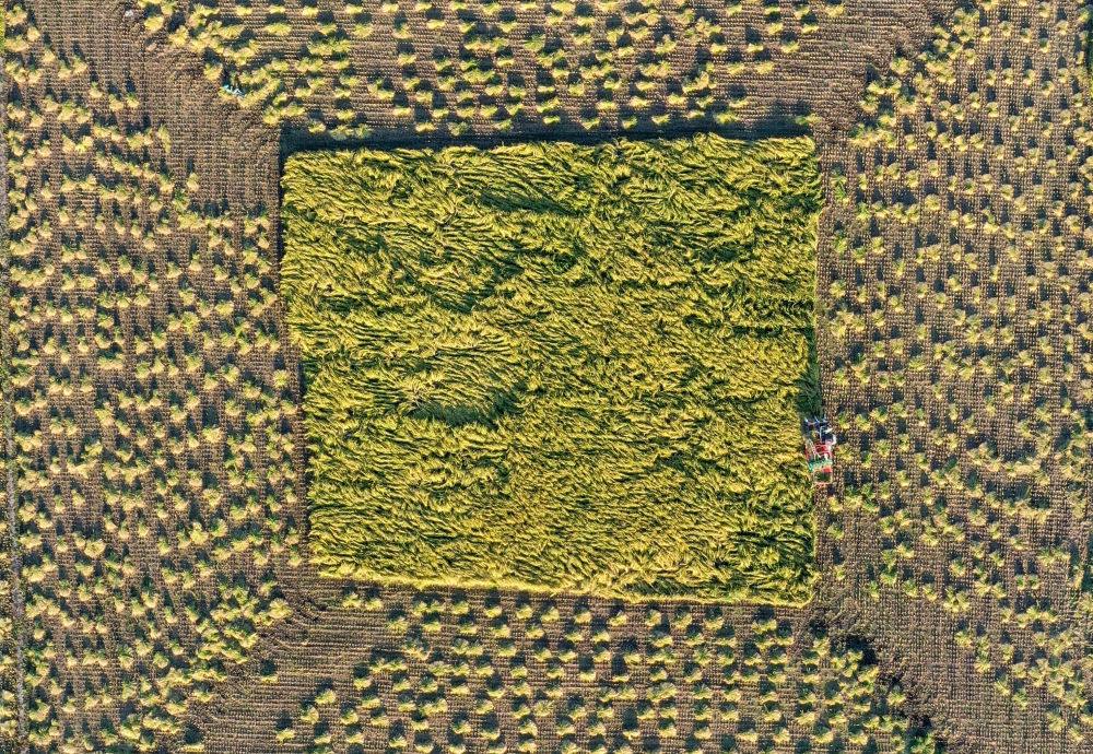 在吉林省舒蘭市平安鎮(zhèn)金星村，農(nóng)民駕駛農(nóng)機收割水稻（2023年9月21日攝，無人機照片）。新華社記者 張楠 攝