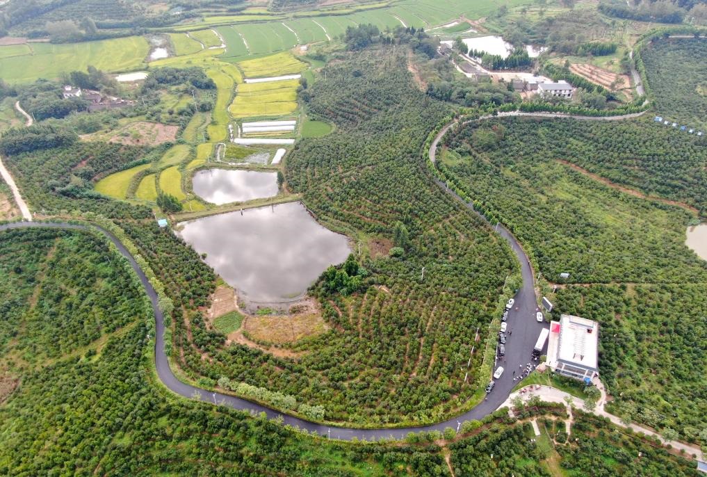 這是2020年8月25日拍攝的河南省光山縣槐店鄉(xiāng)司馬光油茶園（無人機照片）。新華社記者郝源攝