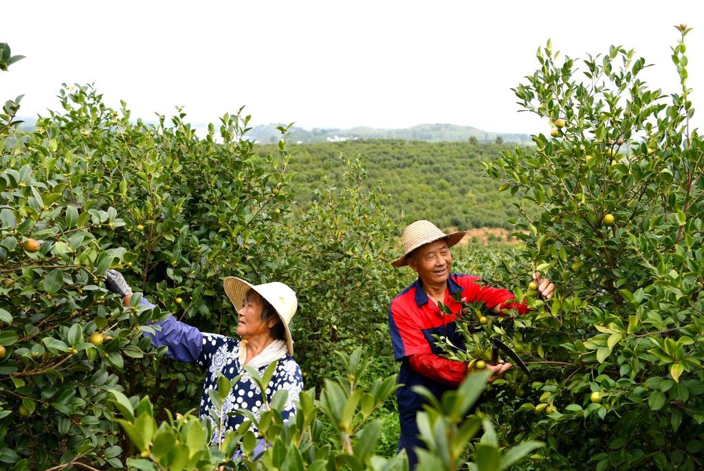 2020年8月25日，村民在河南省光山縣槐店鄉(xiāng)司馬光油茶園內勞作。新華社記者郝源攝