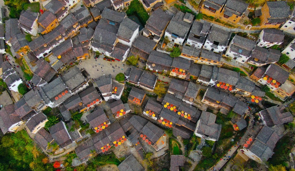這是婺源縣江灣鎮(zhèn)篁嶺村的曬秋景象（2019年11月7日攝）。