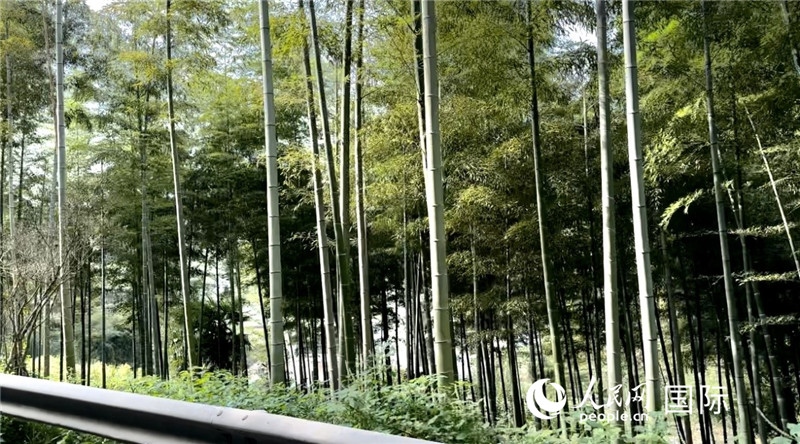 沿途中的竹林。人民網(wǎng)記者 周雨攝