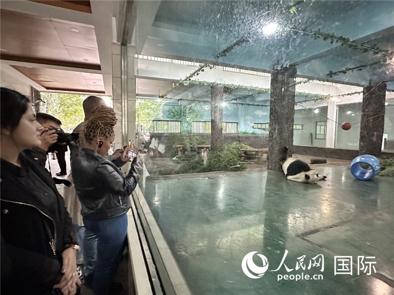 “增進(jìn)民心相通”國(guó)際民間人士代表團(tuán)參觀安吉竹博園大熊貓館。人民網(wǎng)記者 周雨攝