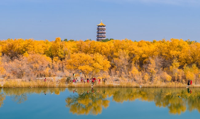胡楊林金碧耀眼。蘭州局集團(tuán)公司融媒體中心供圖