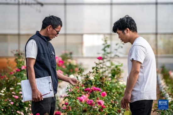 在云南省安寧市現(xiàn)代農(nóng)業(yè)園區(qū)玫瑰種植示范園，技術(shù)員田連通（左）在和同事交流（10月20日攝）。