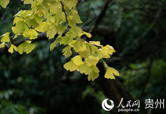 觀山湖公園秋意漸濃。人民網(wǎng) 陽(yáng)茜攝